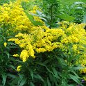 Solidago canadensis 'Goldkind'
